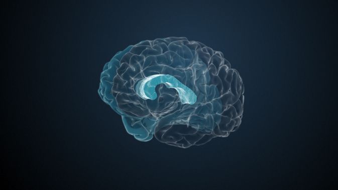 Anatomie Das Corpus Callosum verbindet die Hemisphären des Gehirns