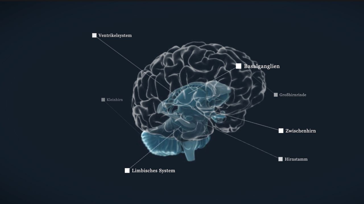 Bedienungsanleitung Für Das Menschliche Gehirn Anatomie | dasGehirn.info - der Kosmos im Kopf