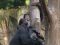 Schimpansen wie diese zwei Exemplare im Leipziger Pongoland verfügen über eine grundlegende Theory of Mind. Mit Falschen Vorstellungen der Artgenossen können sie jedoch nicht umgehen. © Ulrich Pontes 