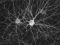 Nervenzellen nutzen meist chemische Synapsen zur Kommunikation mit anderen Neuronen. An einem Neuron können hunderte bis tausende solcher Synapsen anderer Nervenzellen angedockt sein. Hier sichtbar sind Anhäufungen von Synapsen mit Glutamatrezeptoren, zu erkennen als helle Punkte. Sabrina Eichler/ AG Jochen Meier/ MDC Berlin