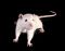 Mit genetisch veränderten Mäusen suchen Forscher nach den Sequenzen im Erbgut, welche die Empathiefähigkeit beeinflussen könnten. © Africa Studio – Fotolia.com
