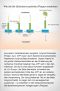 Ein Protein, das in der Zellmembran sitzt, kann durch zwei molekulare Schnitte zu einem schädlichen Peptid verkürzt werden: dem Beta-Amyloid. Grafikerin: Meike Ufer [nach Haass 2010]