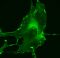 Gliazellen: Stütze der Neuronen