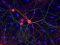 Neuronen und Gliazellen