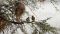 Ein Mahaliweber-Paar sitzt in einem Baum unter ihrem Nest. Das Männchen (rechts) trägt einen Mikrofonsender auf dem Rücken und einen Sender zum Messen der Gehirnaktivität auf dem Kopf. © Susanne Hoffmann