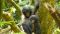 Bonobo-Geschwister an der Forschungsstation LuiKotale in der Demokratischen Republik Kongo