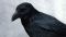 Aaskrähe (Corvus corone), auch bekannt als Rabenkrähe.