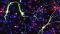 Reprogrammierte Neuronen bei Expression des proneuralen Faktors Ascl1 und neuronale mitochondriale Proteine