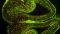 Hirnschnitt eines Mausmbryos, der die Entwicklung von vaskulären Endothelzellen (grün) und Zellen der Gefäßwand (rot) zeigt. Letztere können sich zusammenziehen und dadurch die Durchblutung der Gefäße beeinflussen.