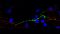Ein einzelnes Schrittmacherneuron bei Hydra wird mit Hilfe von Antikörpern gegen Hydra-Schrittmacher-spezifische Ionenkanäle (in grün) sichtbar gemacht. Zellkerne sind blau dargestellt, Muskelfasern von Epithelzellen sind in Magenta gezeigt.