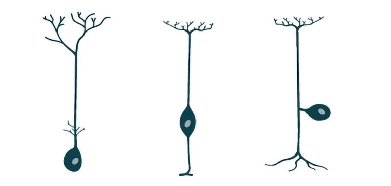 Je nach Anzahl der Fortsätze werden Neurone in unterschiedliche Typen eingeteilt. Hier sieht man ein unipolares Neuron eines Wirbellosen (links), eine bipolare Zelle aus der Retina (mittig) und eine pseudounipolare Nervenzelle des Spinalganglions, das dem Rückenmark Informationen zuträgt. © Niklas Hippel 