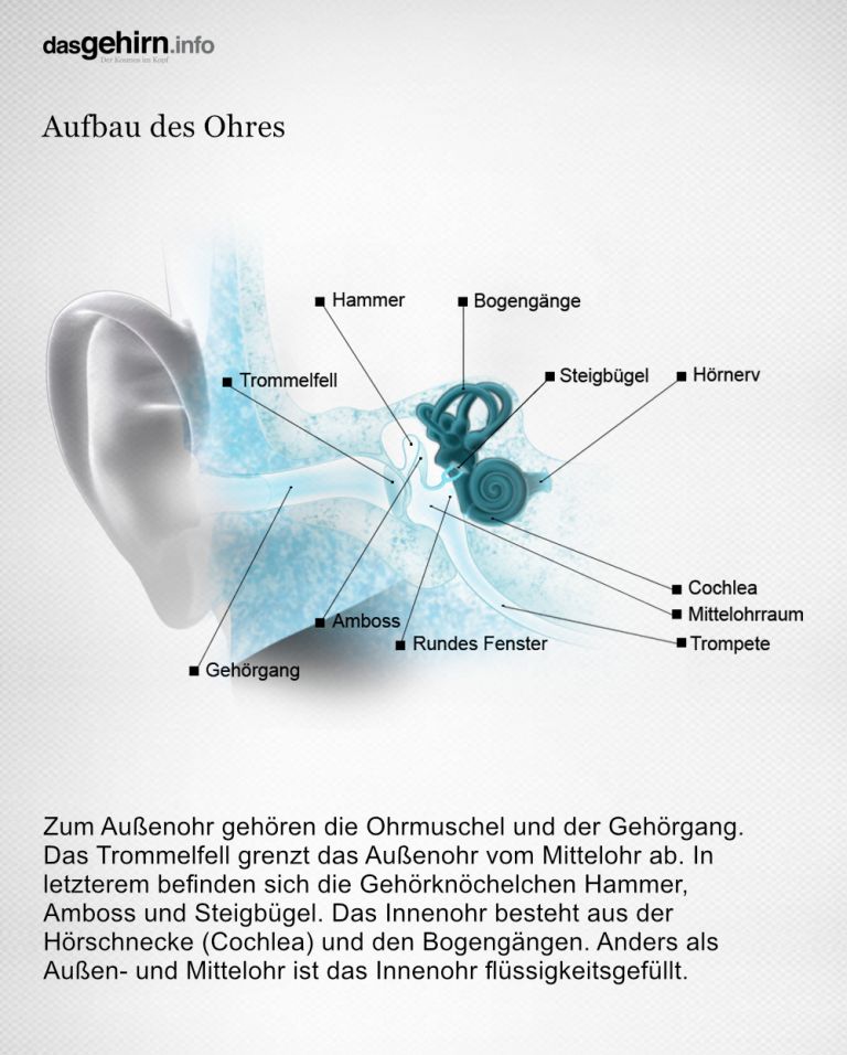 Aufbau des Ohres