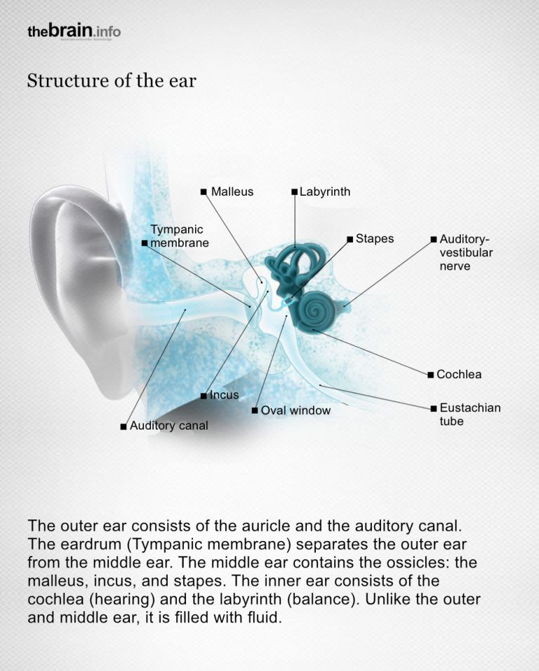 Structure of the Ear