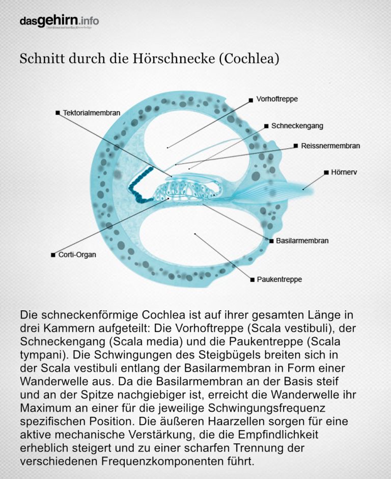 Aufbau der Hörschnecke