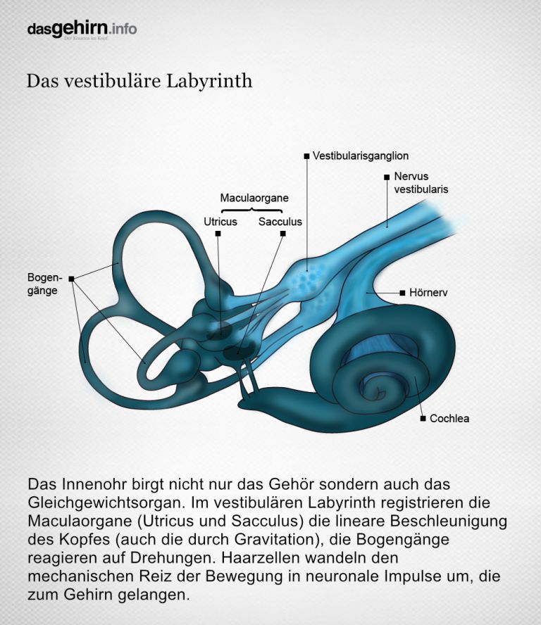 Zentrale des Gleichgewichtssinn im Ohr