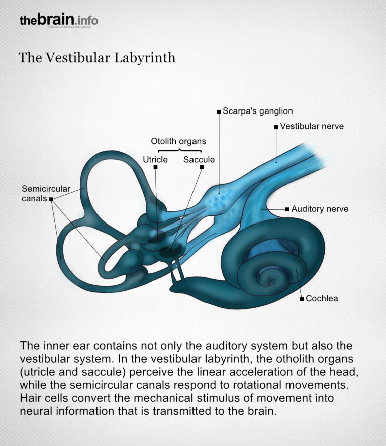 Center of balance in the ear