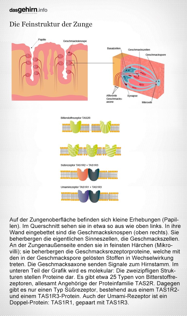 Geschmacksrezeptoren der Zunge