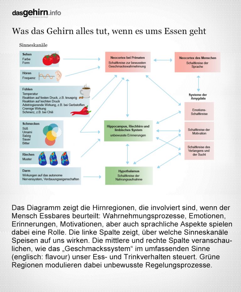 Die Grafik erläutert, wie sich der Neurowissenschaftler Gordon M. Shepherd das komplexe Geschmackserleben des Menschen vorstellt. Grafikerin: Meike Ufer [nach Gordon M. Shepherd, Nature 2006]