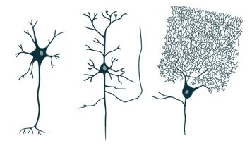 Gliazelle Neuron Als Wichtigste Hirnzellen Welche Neuronentypen Im Gehirn Gibt Es Was Sind Dendriten Myelin Axon
