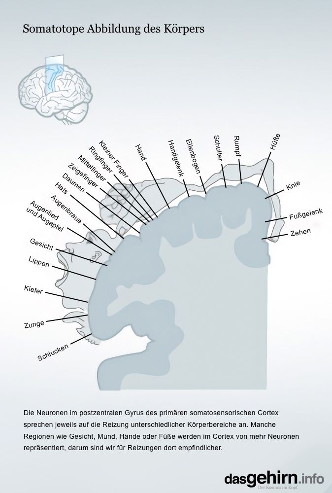 Zeichnet man die Körperbereiche ein, für die bestimmte Neuronengruppen im primären somatosensorischen Cortex zuständig sind, ergibt sich das Bild eines Homunculus, der ausgesteckt auf dem Cortex liegt. Grafiker: Kay Hoffmann