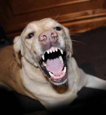 Emotionale Geräusche wie das Knurren eines Hundes wecken unsere Aufmerksamkeit. Derartige akustische Eindrücke werden schon auf frühen Stufen der Informationsverarbeitung im Gehirn wie etwa im auditiven Cortex verstärkt verarbeitet. © Sini Merikallio/ Flickr