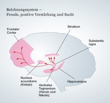 Hirnforschung Sucht Die Motivation Zu Schlechten Zielen