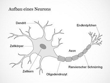Signalubertragung Zwischen Nervenzellen Von Synapsen Aktionspotenzial Neurotransmitter