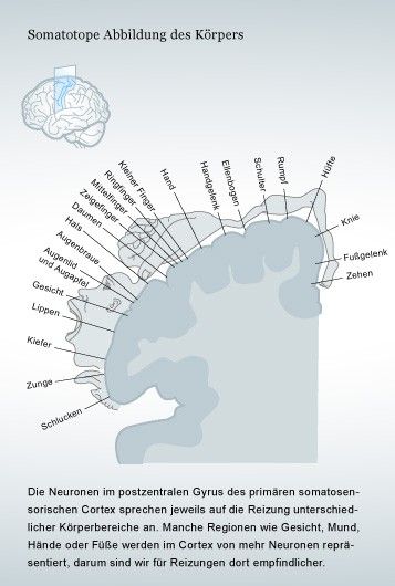 Hirnforschung Wo Wir Den Korper Im Cortex Des Gehirns Fuhlen