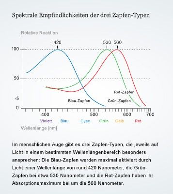 Stabchen Und Zapfchen Lichtsinneszellen In Der Netzhaut