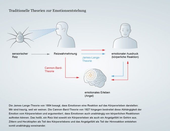 Wie Entstehen Emotionen Wie Entstehen Emotionen