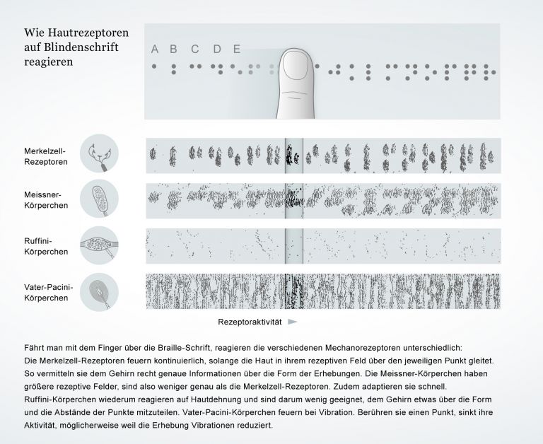 Rezeptoraktivität verschiedener Mechanorezeptoren