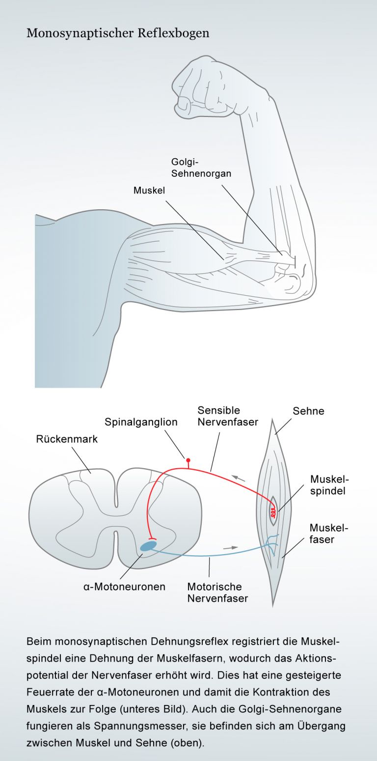 Monosynaptischer Dehnungsreflex 