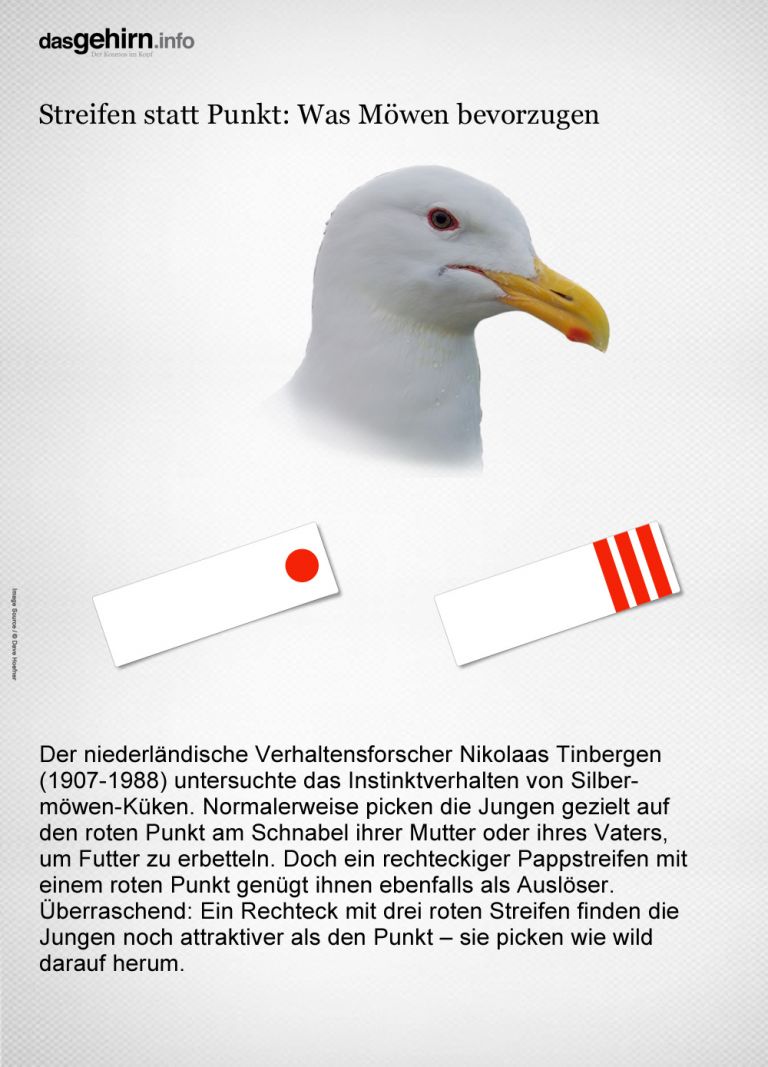 Aufmerksamkeit bei Möwen