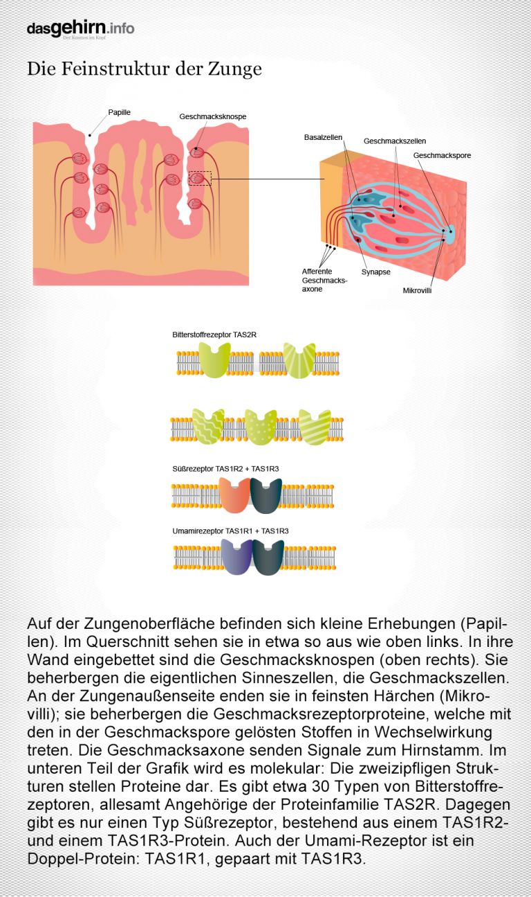 Geschmacksrezeptoren der Zunge