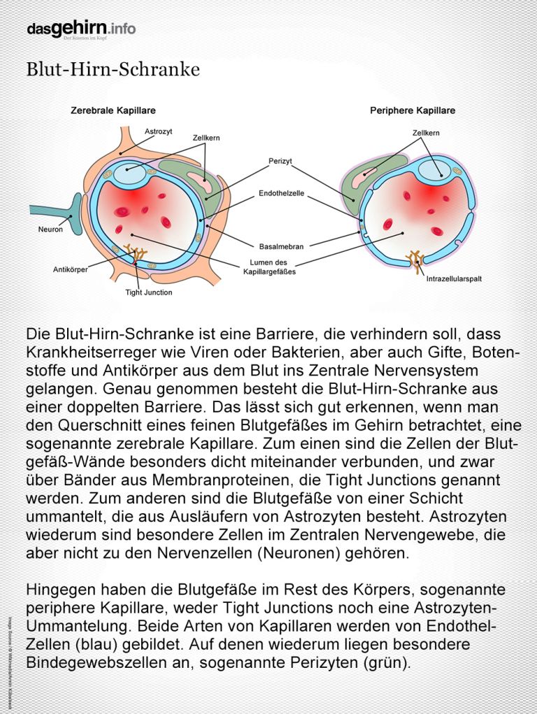 Mediathek - Bild | Blut-Hirn-Schranke