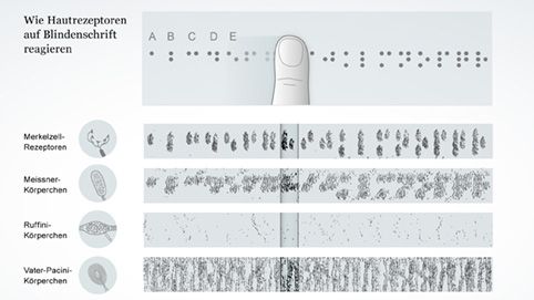 Rezeptoraktivität verschiedener Mechanorezeptoren