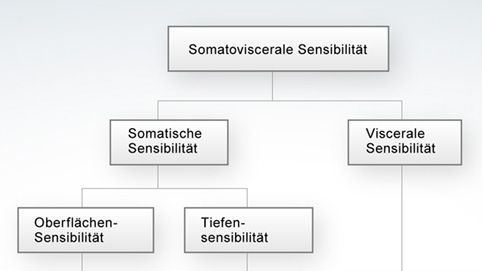 Schematischer Überblick über das somatosensorische System