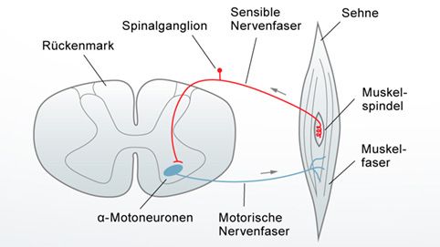 Monosynaptischer Dehnungsreflex 