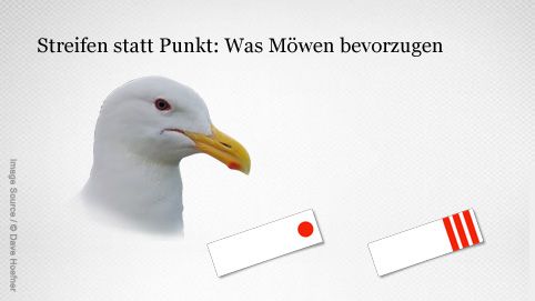 Aufmerksamkeit bei Möwen