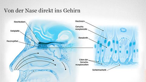 Geruchsrezeptorzellen (Riechzellen)