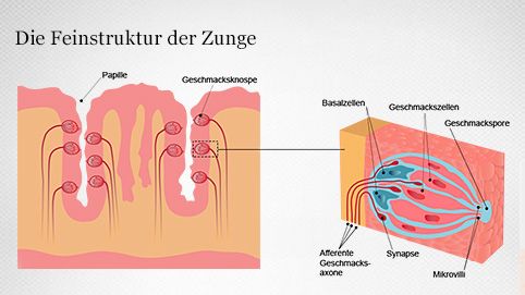 Geschmacksrezeptoren der Zunge