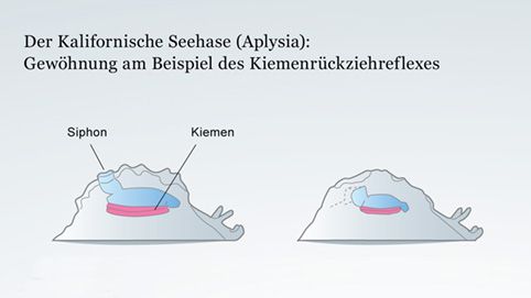 Gewöhnung am Beispiel des Kiemenrückziehreflexes