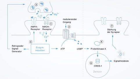 Mechanismus der Langzeitpotenzierung und Neuroplastizität