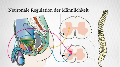 neuronale Vernetzung des männlichen Geschlechtsorgans