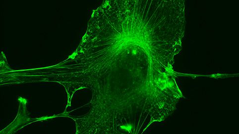 Gliazellen: Stütze der Neuronen