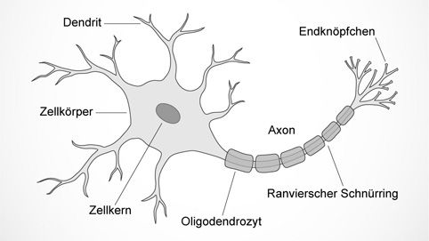 Aufbau eines Neurons