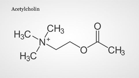 Strukturformel des Neurotransmitters Acetylcholin