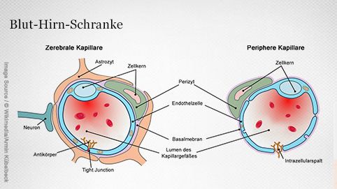 Blut-Hirn-Schranke: Doppelte Barriere