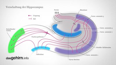 Vernetzung des Hippocampus