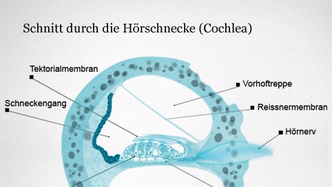 Aufbau der Hörschnecke